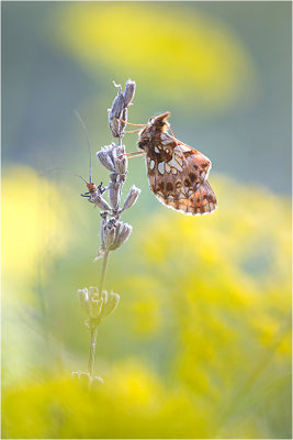 Magerrasen-Perlmuttfalter (Boloria dia), Frankreich, Drôme