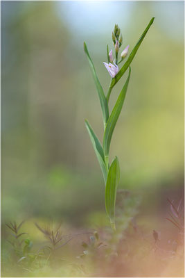 Hybride aus Rotem und Schwertblättrigem Waldvöglein (Cephalanthera x otto-hechtii), Gotland, Schweden