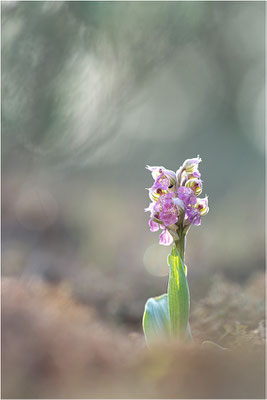 Milchweißes Knabenkraut (Neotinea lactea), Dep. Var, Frankreich