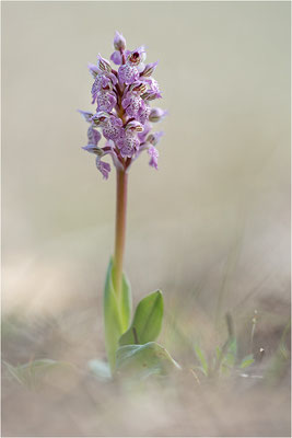 Milchweißes Knabenkraut (Neotinea lactea), Dep. Var, Frankreich