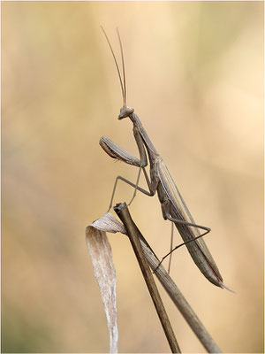 Europäische Gottesanbeterin (Mantis religiosa), Männchen, Deutschland, Baden-Württemberg