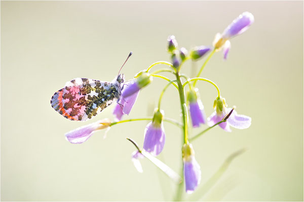 Aurorafalter (Anthocharis cardamines), Männchen, Deutschland, Baden-Württemberg
