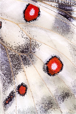 pedemontanus