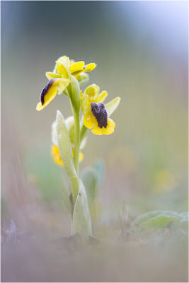 Ophrys lutea
