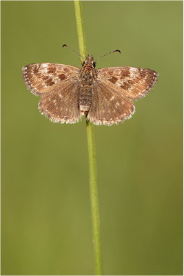Dunkler Dickopffalter (Erynnis tages), Deutschland, Baden-Württemberg