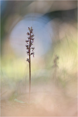 Kleines Zweiblatt (Listera cordata), Gotland, Schweden