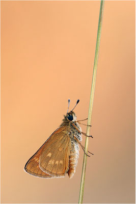 Rostfarbiger Dickkopffalter (Ochlodes sylvanus), Deutschland, Baden-Württemberg