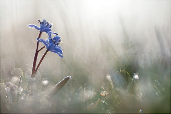 Zweiblättriger Blaustern (Scilla bifolia), Deutschland, Baden-Württemberg