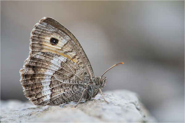 Rotbindiger Samtfalter (Arethusana arethusa), Frankreich, Drôme