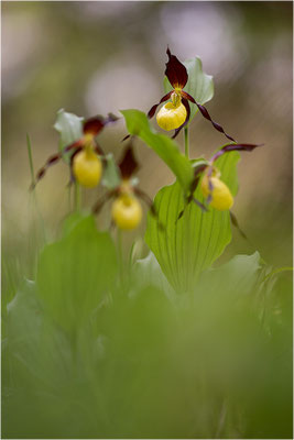 Gelber Frauenschuh (Cypripedium calceolus), Schweden, Gotland