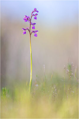 Kleine Hundswurz (Anacamptis morio picta), Dep. Var, Frankreich