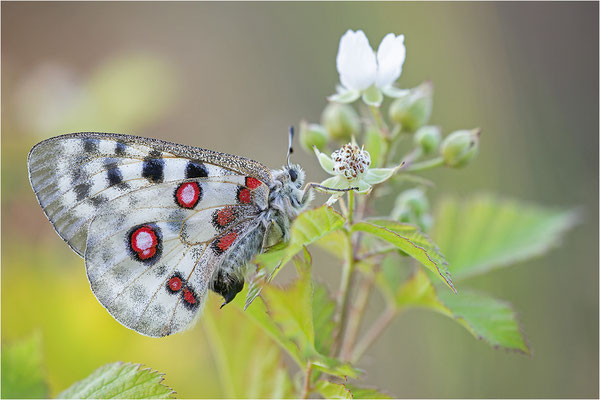 Roter Apollo (Parnassius apollo linnei), Schweden, Gotland