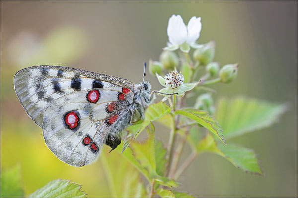 Roter Apollo (Parnassius apollo linnei), Schweden, Gotland