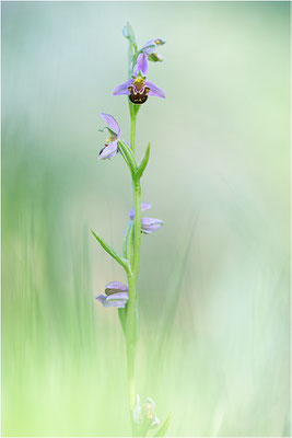 Bienen-Ragwurz (Ophrys apifera), Südlicher Oberrhein, Baden-Württemberg