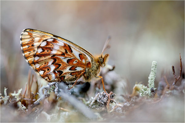 Freijas Perlmuttfalter (Boloria freija), Finnland, Lappi