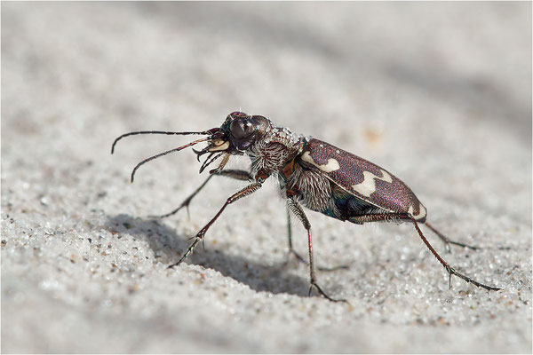 Küsten-Sandlaufkäfer (Cicindela maritima), Dänemark, Mön