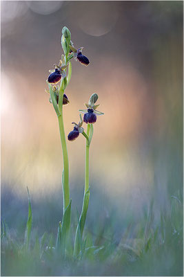 Ophrys passionis, Bouches-du-Rhône