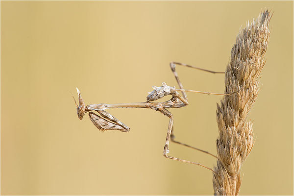 Hauben-Fangschrecke (Empusa pennata), Larve, Frankreich, Drôme