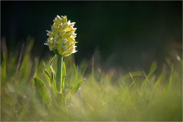 Holunder-Fingerwurz (Dactylorhiza sambucina), Frankreich, Dep. Aveyron
