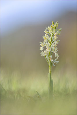 Provence-Knabenkraut (Orchis provincialis), Frankreich, Isere