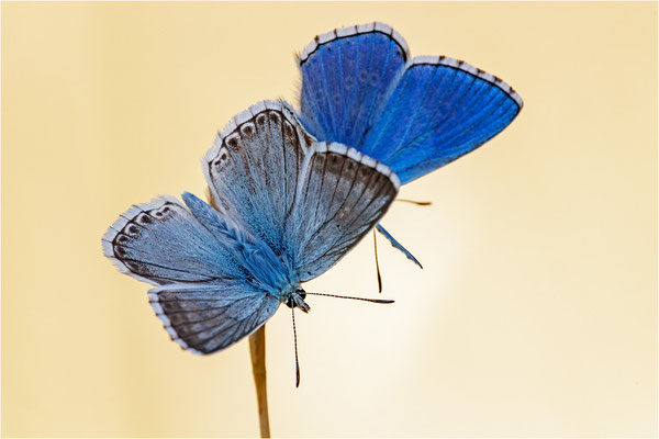 Spanischer Bläuling (Polyommatus hispana) und Himmelblauer Bläuling (Polyommatus bellargus), Männchen, Spanien, Pyrenäen, Prov. Lleida