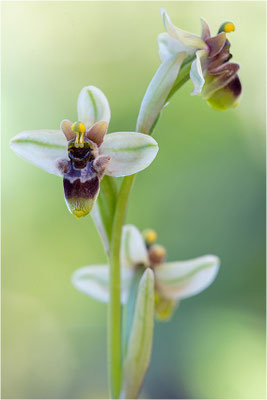 Ophrys ×sommieri - Ophrys bombyliflora × Ophrys neglecta