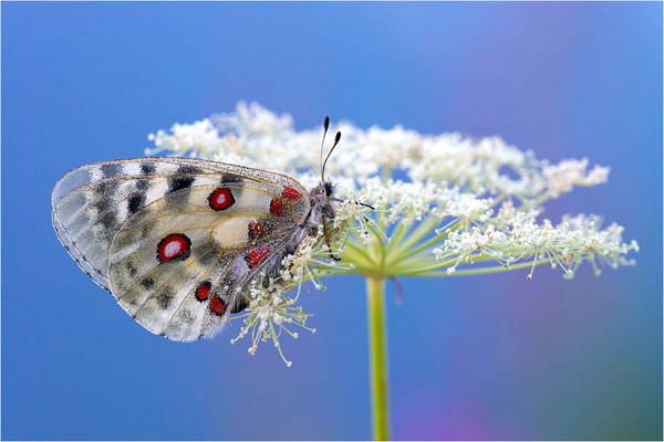 Roter Apollo (Parnassius apollo provincialis), Frankreich, Dep. Alpes-Maritimes