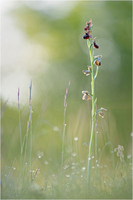 Ophrys aveyronensis
