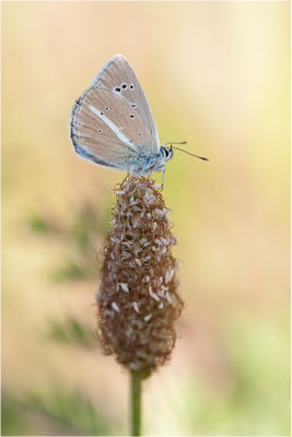 Weißdolch-Bläuling (Polyommatus damon), Schweiz, Wallis