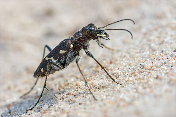 Heide-Sandlaufkäfer (Cicindela sylvatica), Schweden, Farö