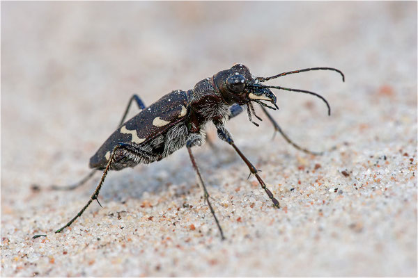 Heide-Sandlaufkäfer (Cicindela sylvatica), Schweden, Farö