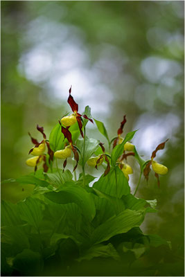 Gelber Frauenschuh (Cypripedium calceolus), Schweden, Jämtlands län