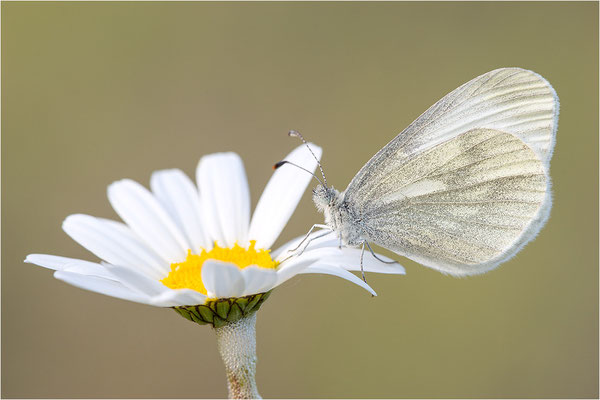Tintenfleck-Weißling (Leptidea sinapis bzw. juvernica), Deutschland, Baden-Württemberg