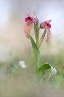 Verkannter Zungenstendel (Serapias neglecta), Frankreich, Var