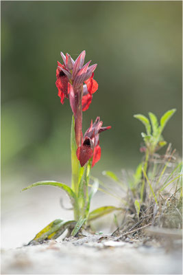 Herzförmiger Zungenstendel (Serapias cordigera), Italien, Sardinien
