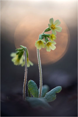 Hohe Schlüsselblume (Primula elatior), Deutschland, Baden-Württemberg