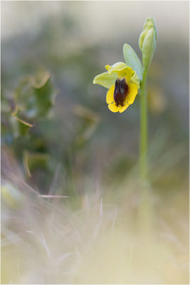 Ophrys lutea, Bouches-du-Rhône