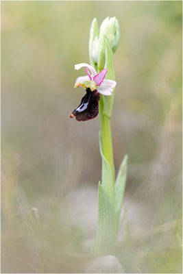 Ophrys aurelia, Bouches-du-Rhône