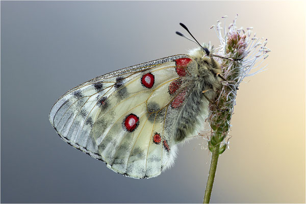 Roter Apollo (Parnassius apollo pyrenaicus), Frankreich, Dep. Hautes-Pyrénées