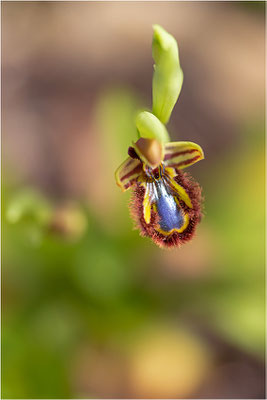 Spiegel-Ragwurz (Ophrys speculum)