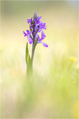 Sumpf-Hundswurz (Anacamptis palustris), Gotland, Schweden