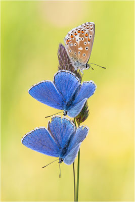 Himmelblauer Bläuling (Polyommatus bellargus), Männchen, Deutschland, Baden-Württemberg