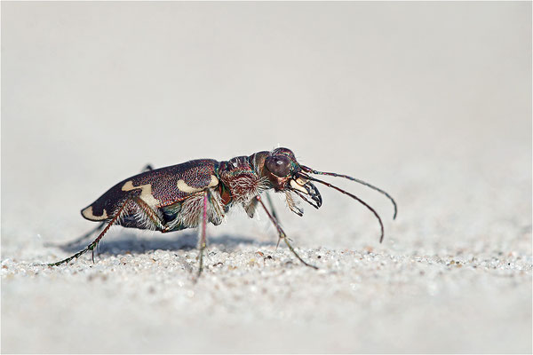 Küsten-Sandlaufkäfer (Cicindela maritima), Dänemark, Mön
