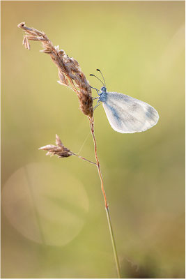 Tintenfleck-Weißling (Leptidea sinapis bzw. juvernica), Deutschland, Baden-Württemberg
