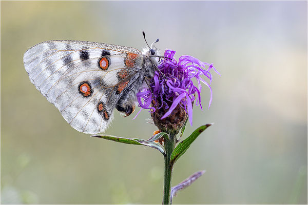 Roter Apollo (Parnassius apollo calmensis), Schweiz, Kanton Fribourg