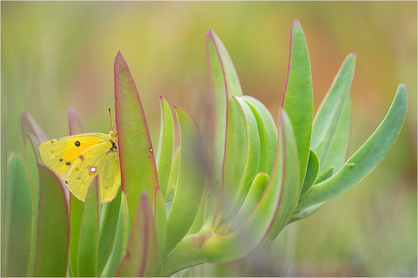 Postillon (Colias crocea), Frankreich, Korsika