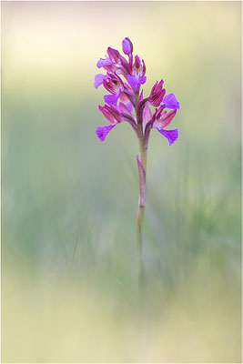 Schmetterlings-Hundswurz (Anacamptis papilionacea), Dep. Var, Frankreich