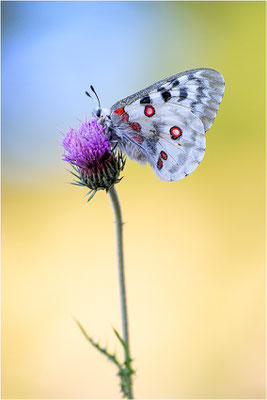 Roter Apollo (Parnassius apollo provincialis), Frankreich, Dep. Alpes-Maritimes