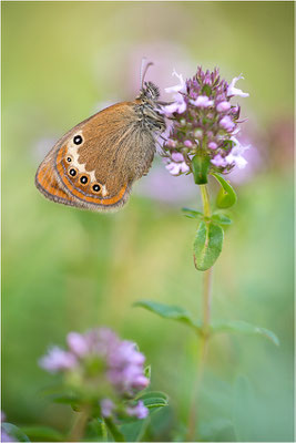 Darwin´s Wiesenvögelchen (Coenonympha darwinia), Schweiz, Kanton Tessin, 1.600m