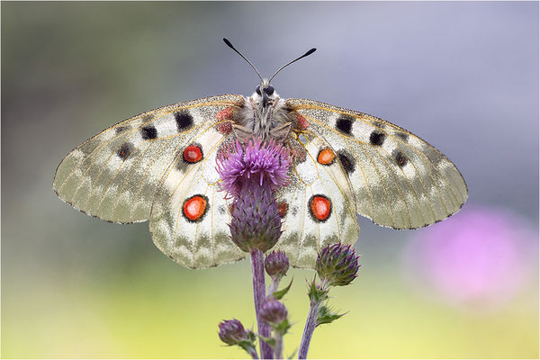 Roter Apollo (Parnassius apollo pedemontanus), Italien, Region Aostatal, 2.100m